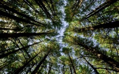 Come scegliere finestre e infissi in legno